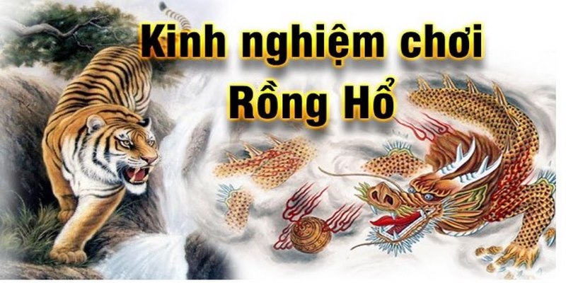 Kinh nghiệm đặt cược rồng hổ thắng lớn từ cao thủ